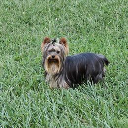 Spanky - Yorkshire Terrier
