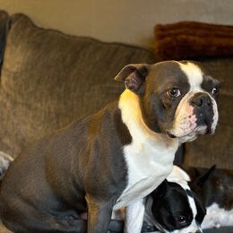 Major - Boston Terrier