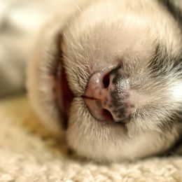 Siberian Husky Puppies from Fly Siberian