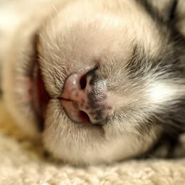 Siberian Husky Puppies from Fly Siberian