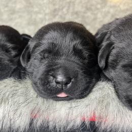Stoick - Black male Labrador Retriever puppy in Texas from Raley Retrievers