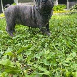 Nacho - Brindle male French Bulldog puppy in Alexandria, Minnesota from Camarra King