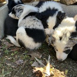 Border Collie Puppies from Roaring River Border Collies