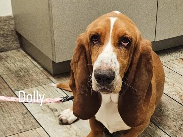 Dolly