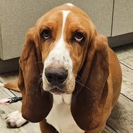 Dolly - Basset Hound