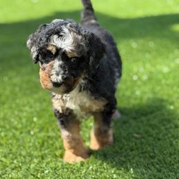 Moose - Blue merle male Bernedoodle puppy in Fortuna, California from Dalton Poodles and Doodles