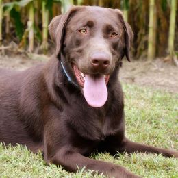 Labrador Retriever All Grown Up from Fieldside Pups