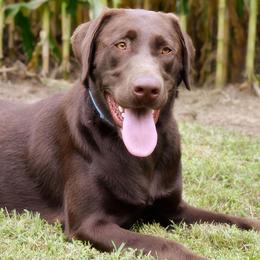 Labrador Retriever All Grown Up from Fieldside Pups