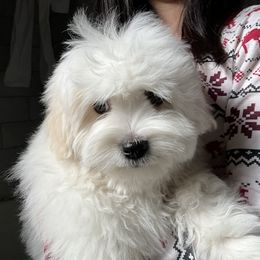 Coton de Tulear Puppies from Cotoncutie