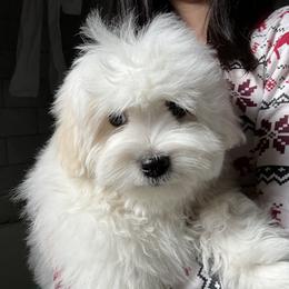 Coton de Tulear Puppies from Cotoncutie