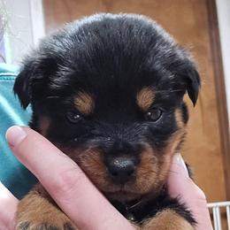 Tifa - Black and mahogany female Rottweiler puppy in Tangent, Oregon from Raya's Royals