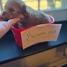 Kuzco - Chocolate sable male Pomeranian puppy in Chattanooga, Tennessee from Valley Poms