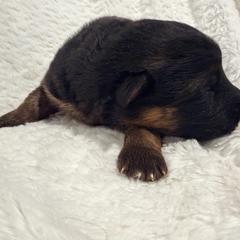 Boy 2 - Black and red male German Shepherd puppy in Watervliet, Michigan from Von Kingsburg Shepherds