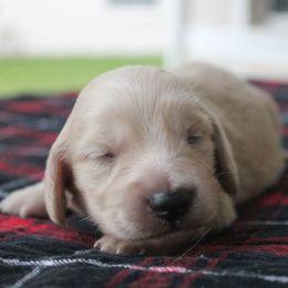 Dachshund Puppies from Powerdox Dachshunds