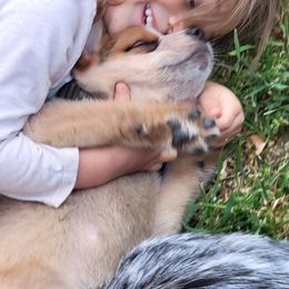 Australian Cattle Dog Puppies from Miller Australian Cattle Dogs