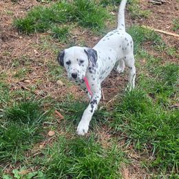 ATHENA (pink) - White and black female Dalmatian puppy in Palmer, Massachusetts from Delaney's Dalmatians 2