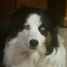 Lobo - Australian Shepherd