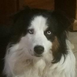 Lobo - Australian Shepherd