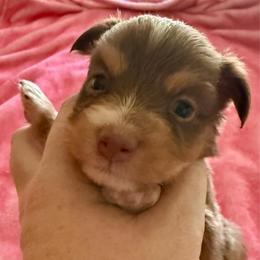 Jaks - Red tri-color male Miniature American Shepherd puppy in Gatesville, Texas from Southern Promise Aussie’s