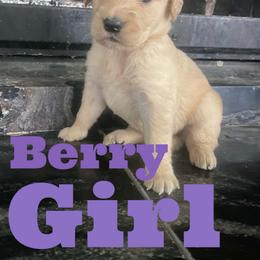 Berry - Golden female Golden Retriever puppy in 3446 E 600 N, Indiana from Precious Golden's