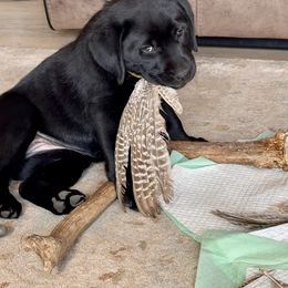 Labrador Retriever Puppies from Sula Peak Water Dogs LLC