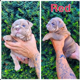 Red - Lilac tri-color male Bulldog puppy in Seattle, Washington from Authentic Bullys