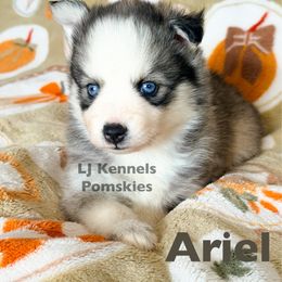 Ariel - Gray and white female Pomsky puppy in Centerville, Iowa from LJ Kennels Pomskies, LLC