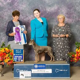 Sully - American Hairless Terrier