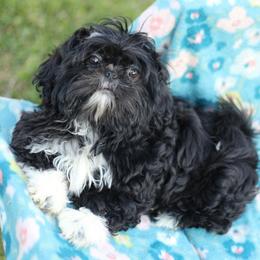 AKC-UKC Oreo - Black and white male Shih Tzu puppy in Cartersville, Georgia from Autumn Breeze Shih Tzus and Friends