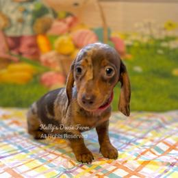 Chocolate and Tan Dapple Male Red Collar - Chocolate and tan male Dachshund puppy in Cleveland, Tennessee from Kelly's Doxie Farm