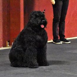 Black Russian Terrier All Grown Up from Starry Night Black Russian Terriers