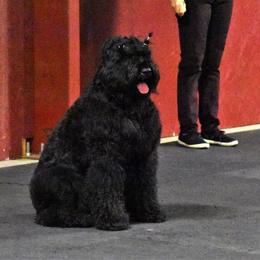 Black Russian Terrier All Grown Up from Starry Night Black Russian Terriers