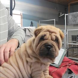 Brown collar - Fawn female Chinese Shar-Pei puppy in Wellington, Ohio from Shine Shar-Pei