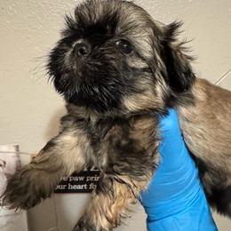 Napoleon - Gold and white male Shih Tzu puppy in Madera Acres, California from California Shih Tzu’s