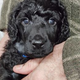 Poodle Puppies from Canterland Farm