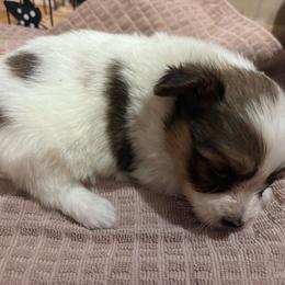 Clover - Red white and sable female Papillon puppy in Spartanburg, South Carolina from Sassy Pap Farms