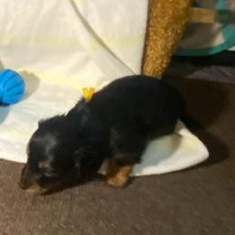 ASHA AKC REGISTERED FEMALE - Black and tan female Dachshund puppy in Elizabethtown, Kentucky from Teeny Tiny Puppy Tails