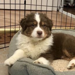 Australian Shepherd Puppies from Satterfield Family Farms