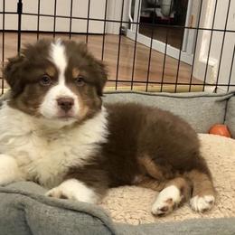 Australian Shepherd Puppies from Satterfield Family Farms