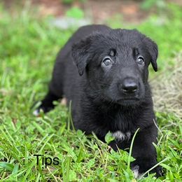 Tatoo - Black male German Shepherd puppy in Ocala, Florida from Appleridge German Shepherds