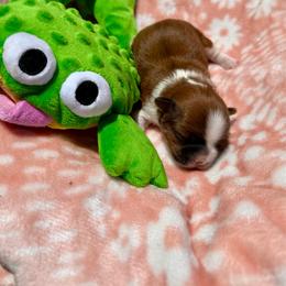 Lady - Brown and white female Shichon puppy in Bushnell, Florida from Diamond Belle Puppies, LLC