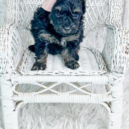 Samaria - Phantom female Poodle puppy in Flint, Michigan from Anytime Doodles