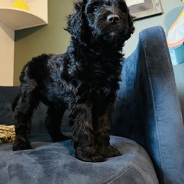 Aussiedoodle Puppies from Just Loving Doodles