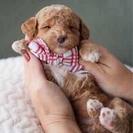 Socks Boy 3500 includes US delivery - Red  male Goldendoodle puppy in Mayfield, Utah from Ruff Country Doodles