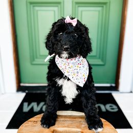 Magnolia - Black Bernedoodle puppy in Grants Pass, Oregon from Royal Empire Bernedoodles
