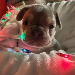 French Bulldog Puppies from Lilac City Frenchies