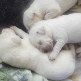 Boy 5 - male Labrador Retriever puppy in Arizona from Lily's White Labs