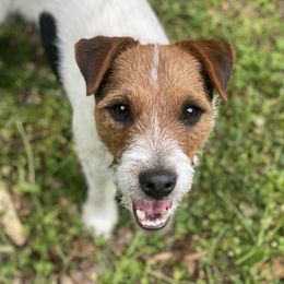 Boogie - Jack Russell Terrier