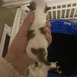 Girl - Cream and white female Shih Tzu puppy in Alexander, Arkansas from TnT Shih Tzu