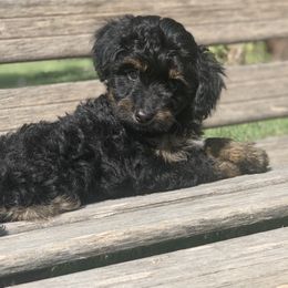 Aussiedoodle Puppies from Backyard Doodles